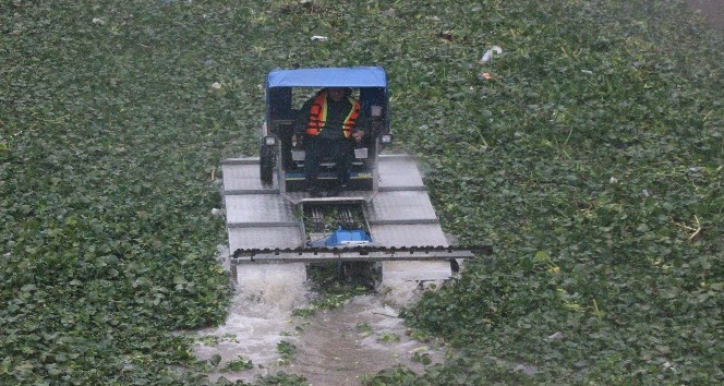 Yağmur altında su sümbülleriyle mücadele