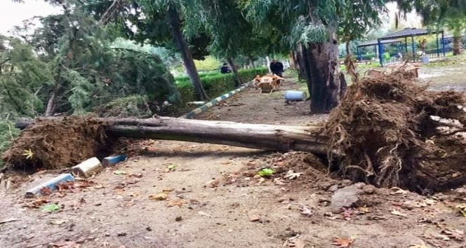 Şiddetli fırtına ağaçları devirdi
