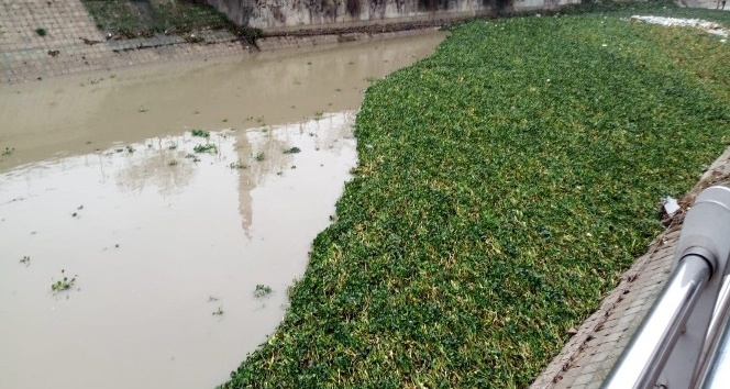 Sümbüller Asi Nehri’ni yeniden istila etti