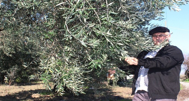 Zeytin ağaçlarını Afrin şehitlerinin ailelerine hediye etti