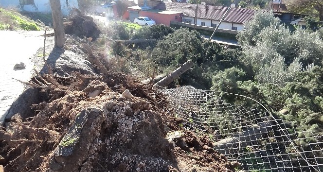 Kırıkhan’da ağaçlar devrildi  hasara yol açtı