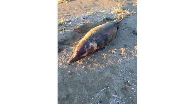 Ölü yunus karaya vurdu