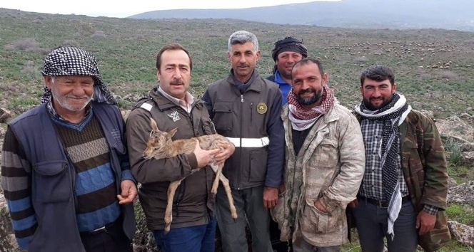 Yavru dağ ceylanını çobanlar kurtardı
