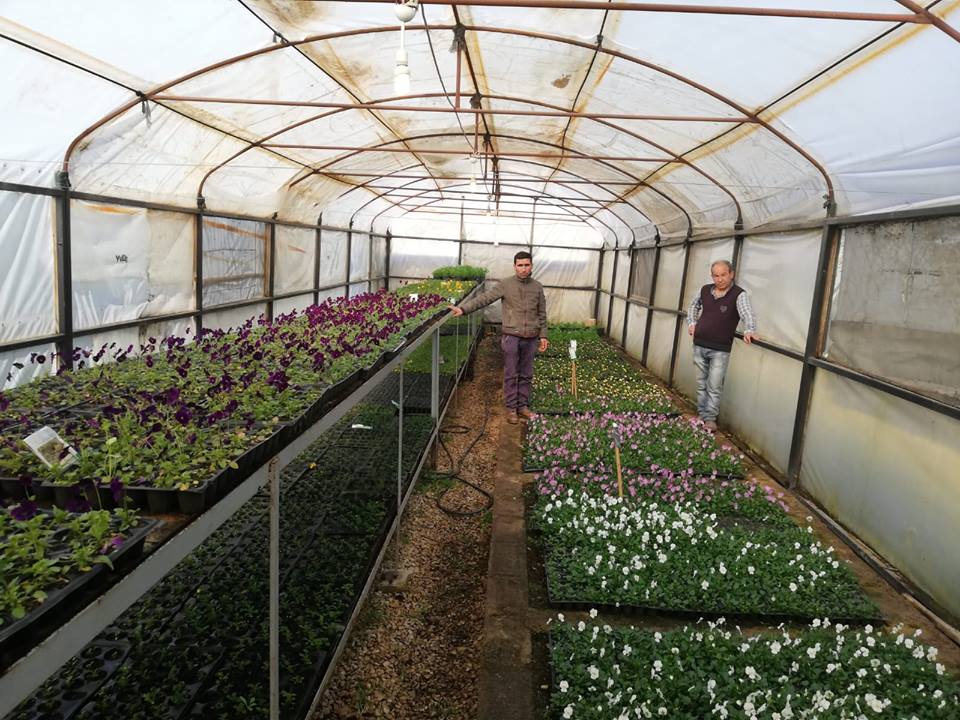 Kırıkhan’da Çiçek Üretimi Yıl Boyunca Devam Ediyor