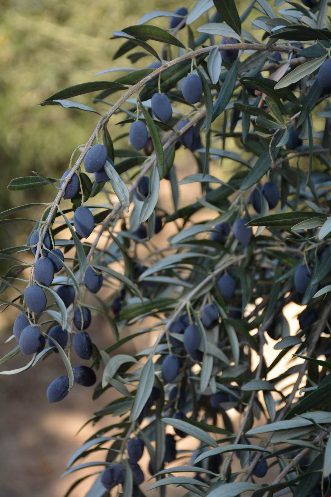 Zeytin Diyarı Altınözü ilçemizde Zeytin Yetiştiriciliği hakkında bilgilendirme toplantısı düzenlenecektir.