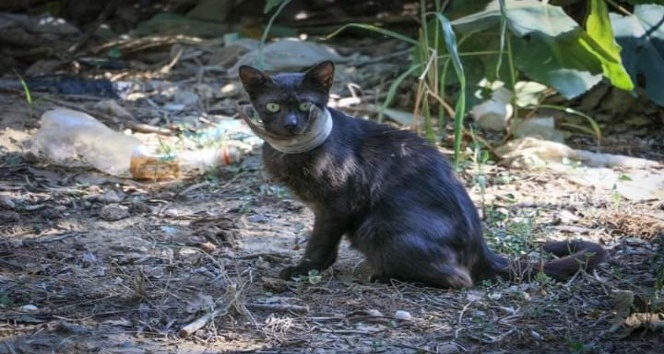 Günlerdir boynunda kavanoz parçası ile yaşayan kedi kurtarıldı