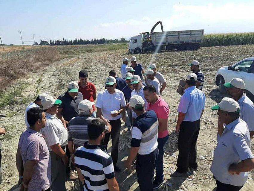 Silajlık Mısır Hasadı Başladı