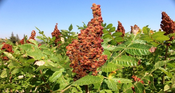Hatay’da sumak hasadı başladı