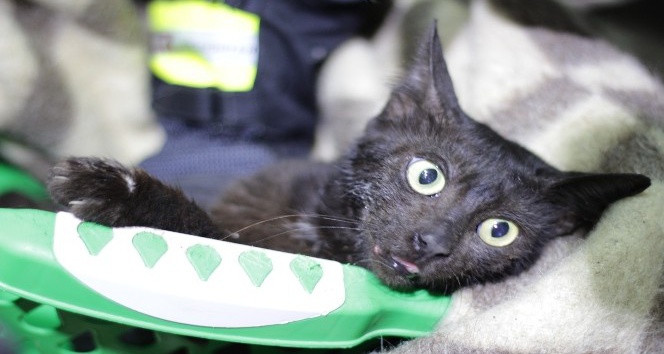 Günlerdir boynundaki kavanozla yaşayan kedi sonunda kurtarıldı