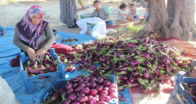 Patlıcan tarlada 25 kuruş