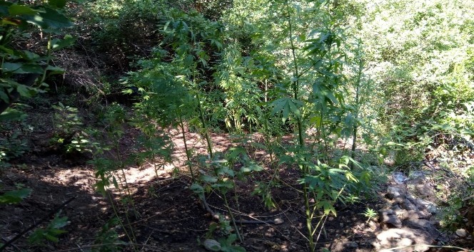 200 kök Hint keneviri ele geçirildi