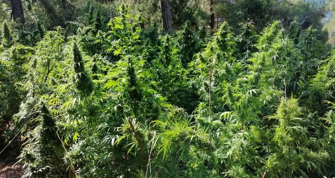 Hatay’da 15 bin kök Hint keneviri bitkisi ele geçirildi