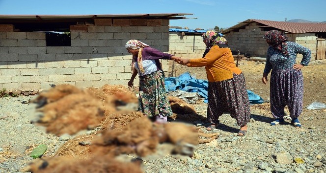 Kırıkhan’da ahıra giren kurtlar 15 koyunu telef etti