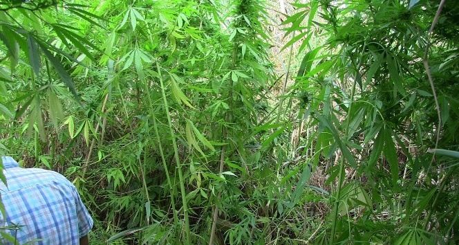 Zehir tacirleri kamu arazisine kenevir ekmiş