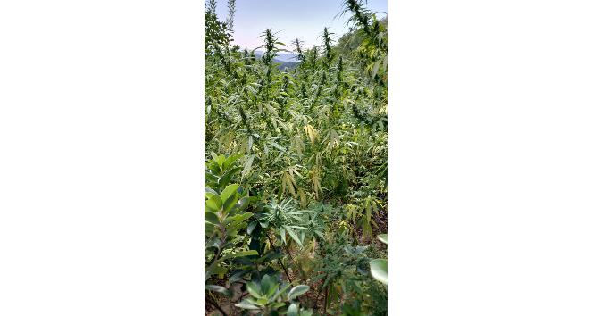 Hatay’da ormanlık arazide ekili 147 kök kenevir ele geçirildi