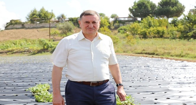 Hatay Büyükşehir Belesiyesinden çiftçilere fide desteği