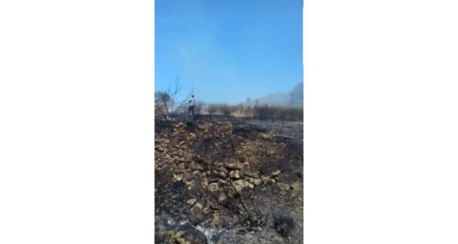 Samandağ’da zeytinlik alanda yangın