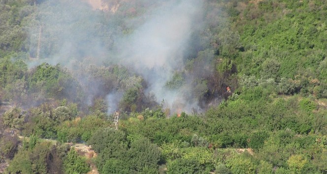 Samandağ’da zeytinlik ve defne ağaçlarının bulunduğu alanında yangın