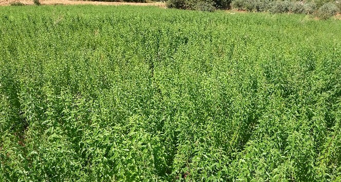 İnşaatta çalışmayı bıraktı, melisa ekimine başladı