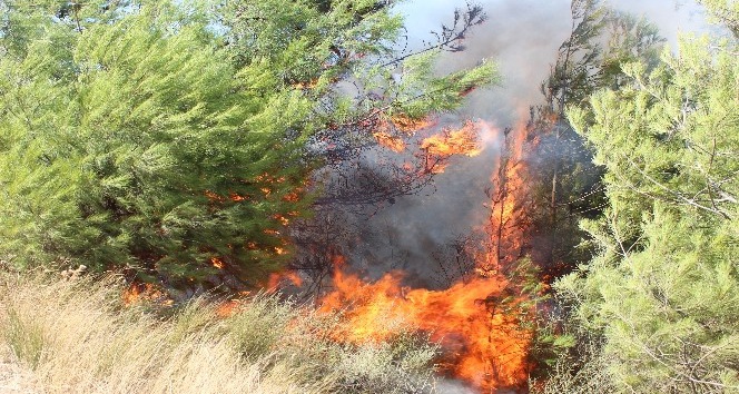 Hatay’da orman yangını