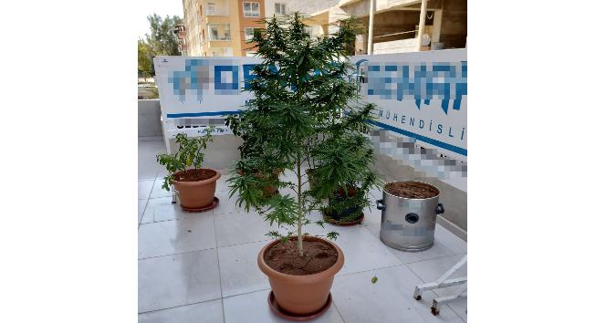 Çiçek saksısında Hint keneviri yetiştirdi