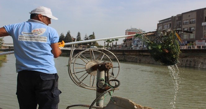 Asi Nehri’nde su sümbülleriye mücadele