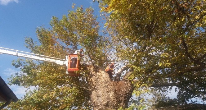 Asırlık çınar ağacına bakım