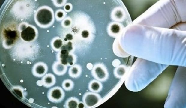 Bağırsaktaki bir bakteri kansere yakalanma riskini artırıyor