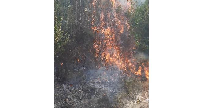 Samandağ’da zeytinlikte yangın