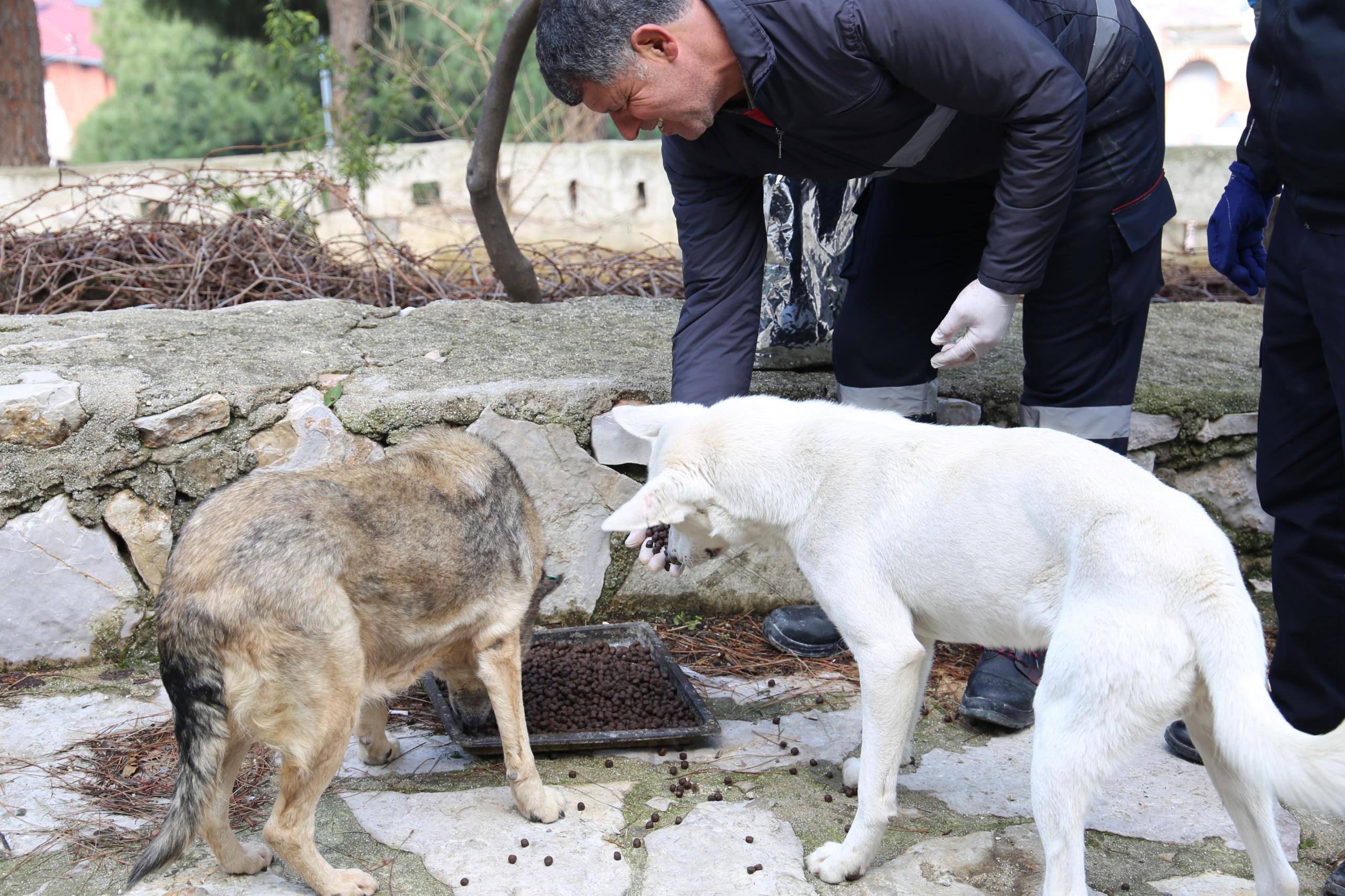 BÜYÜKŞEHİR SESSİZ DOSTLARA SAHİP ÇIKIYOR