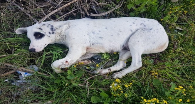 Anne köpeği ayağından vurdular