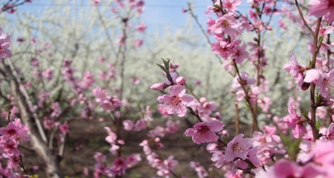 Hatay’da çiçek açan ağaçlar kartpostallık görüntüler oluşturdu