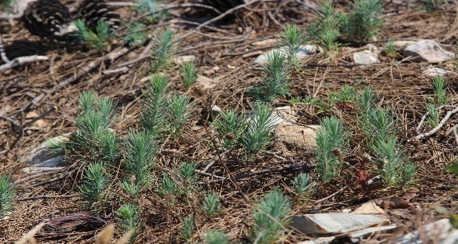 Yanan orman alanları yeniden yeşeriyor