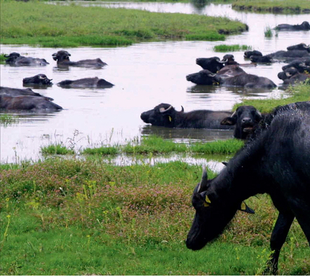 “Manda Yuva Yapmış Söğüt Dalına” ILIKPINAR’DA MANDA YETİŞTİRİCİLİĞİ