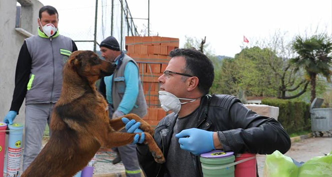 İçişleri Bakanlığından ‘Sokak Hayvanları’ genelgesi