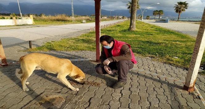 Hatay’da sokak hayvanlarına yiyecek ve mama desteği