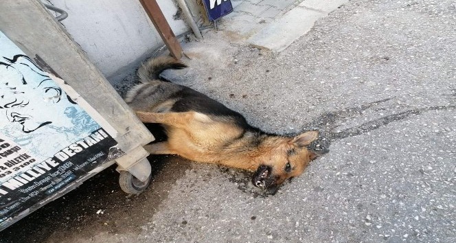 Zehirlenen köpek telef oldu, vatandaşlar tepki gösterdi