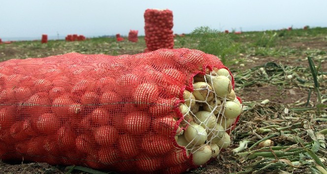 Hatay’da turfanda soğan hasadı başladı