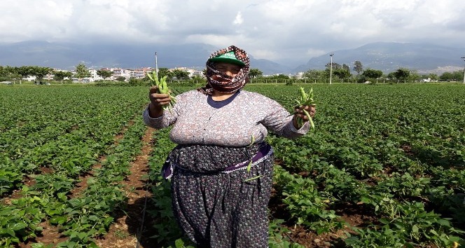 Payas’ta taze fasulye hasadına başlandı
