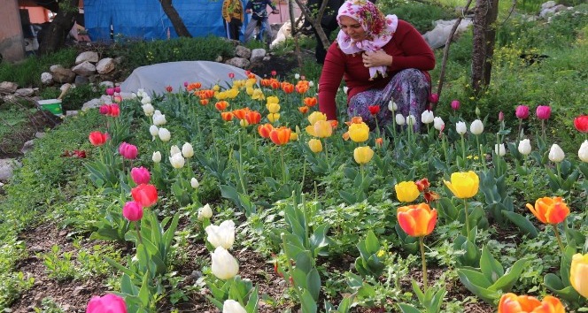 Laleler çiçek açtı