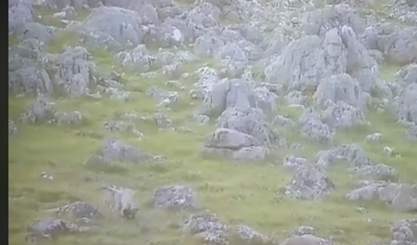 KIRIKHAN’DA KURT KUZUYU KAPTI