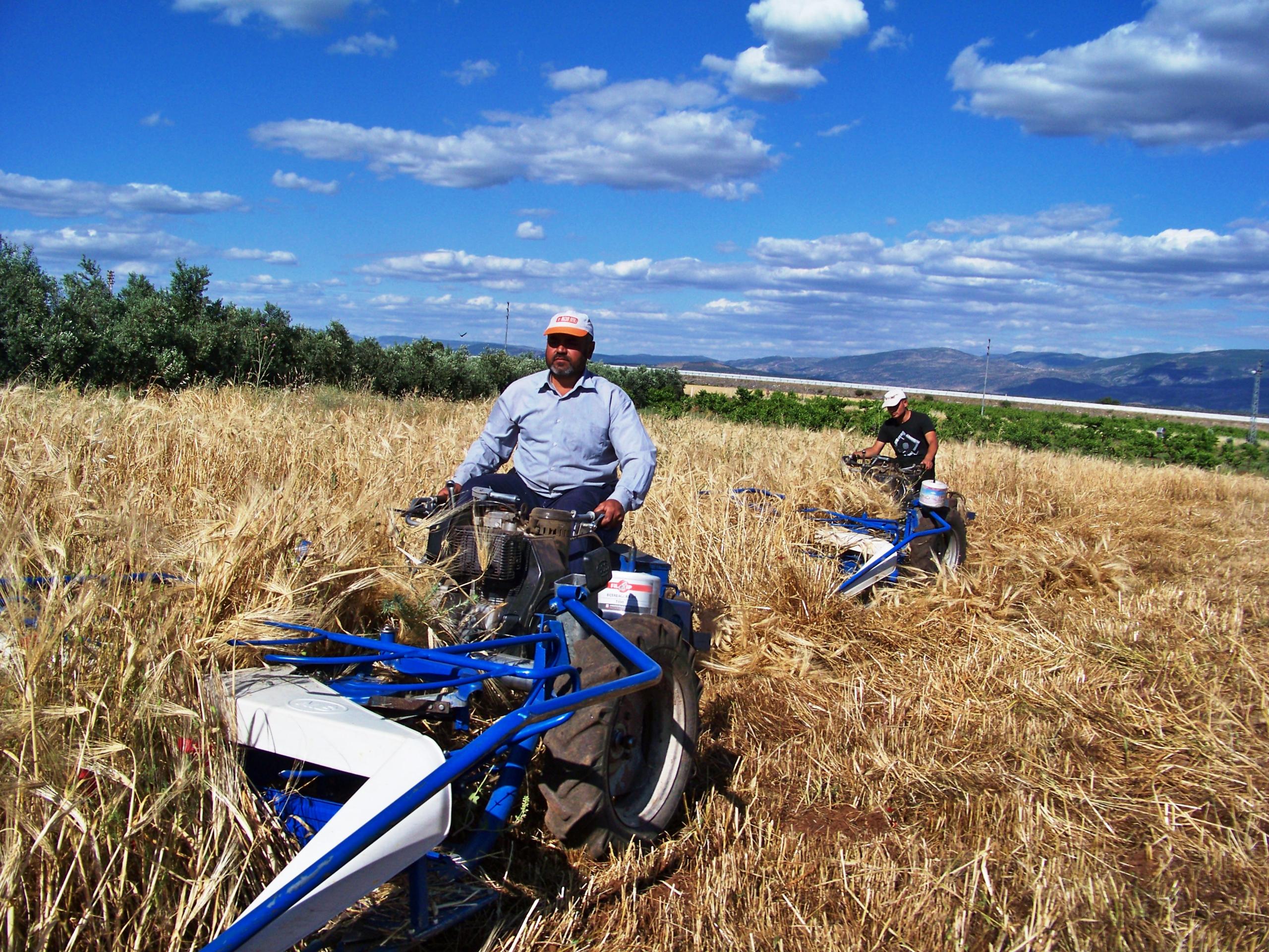 HASSA’DA BUĞDAY HASADI BAŞLADI