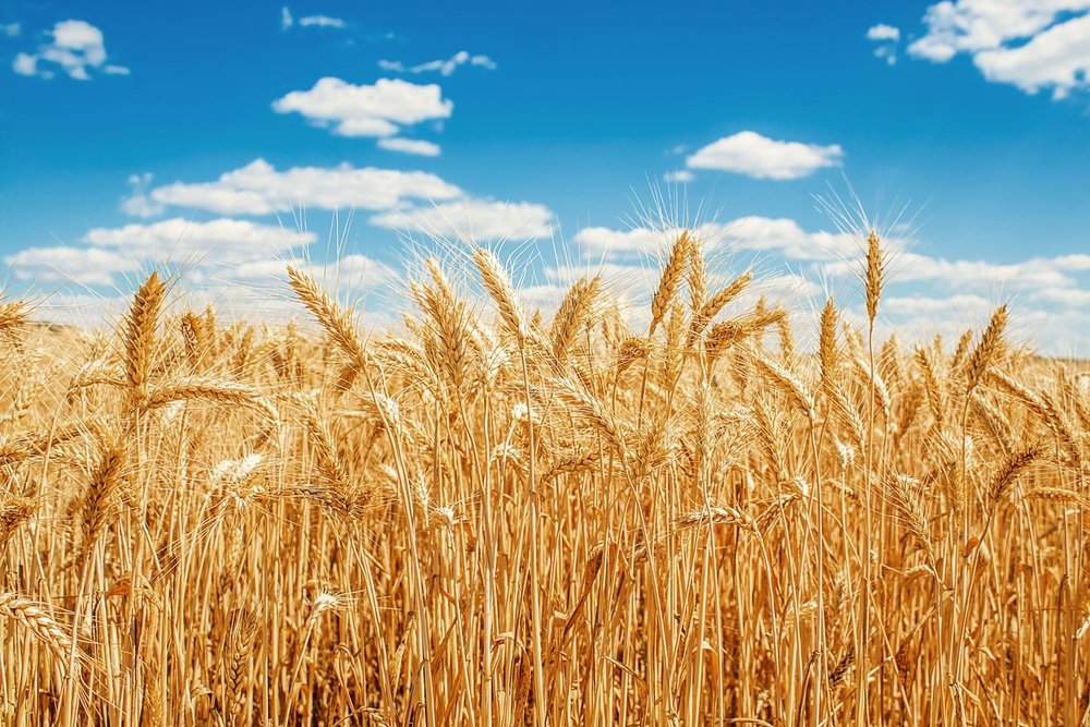 15616367_ml-wheat-field-min