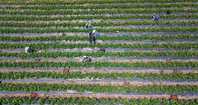 Hatay’da çilek hasadı başladı
