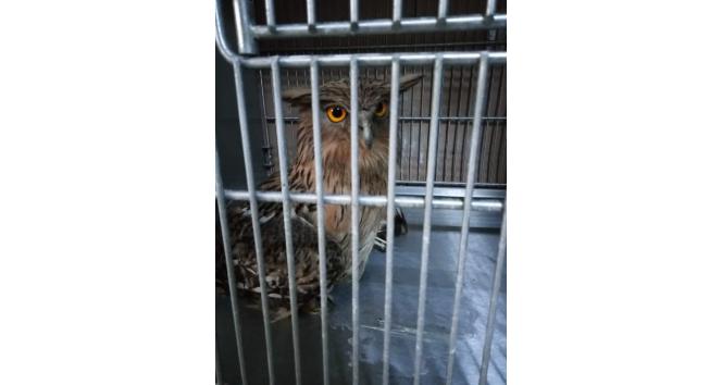 Yaralı bulunan “balık baykuşu” tedavi altına alındı