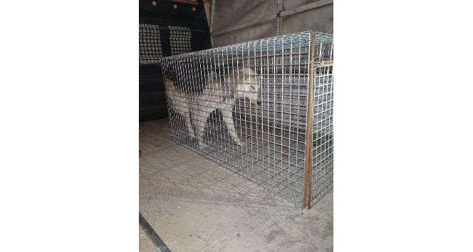 Hatay’da işkence yapılan köpek çöp konteynerinde ölüme terk edildi