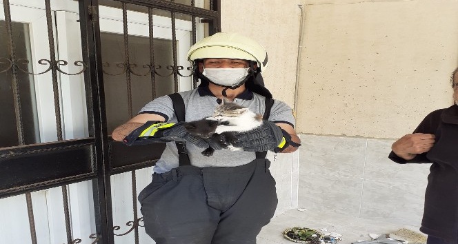 Mahsur kalan yavru kedileri itfaiye kurtardı