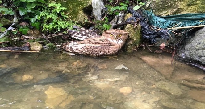 Hatay’da yaralı balık baykuşu kurtarılamadı