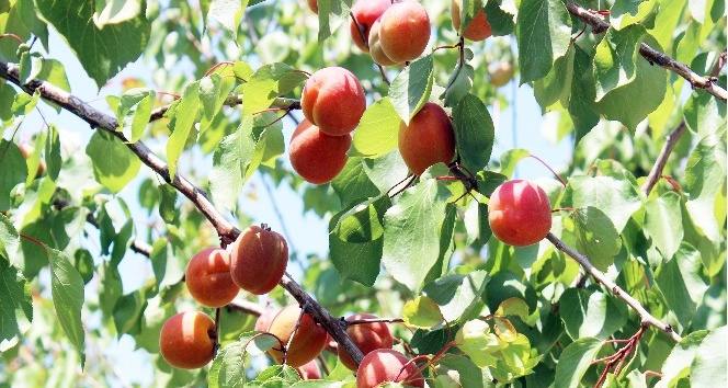 Zeytine alternatif ürettiği kayısının yüzde 85’ini ihraç ediyor