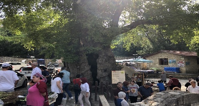 Musa Ağacı’na ziyaretçi akını